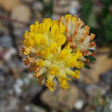 Attēlu rezultāti vaicājumam “Anthyllis arenaria”