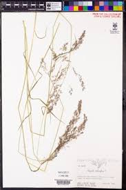 Attēlu rezultāti vaicājumam “Agrostis stolonifera subsp. straminea”