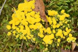 Attēlu rezultāti vaicājumam “Physarum virescens macro”