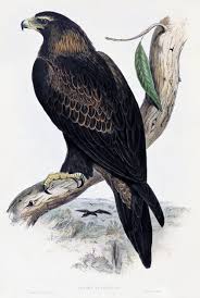 Attēlu rezultāti vaicājumam “Aquila chrysaetos”