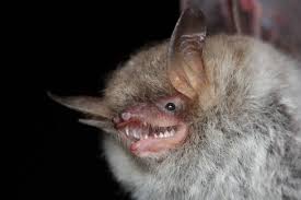 Attēlu rezultāti vaicājumam “Myotis nattereri”