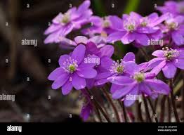 Attēlu rezultāti vaicājumam “Hepatica nobilis”