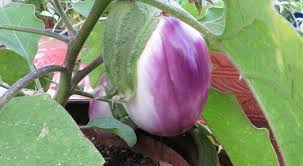 Afbeeldingsresultaat voor rosa bianca eggplant