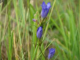 Attēlu rezultāti vaicājumam “Gentiana pneumonanthe”
