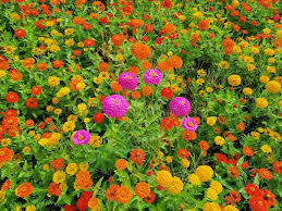 Attēlu rezultāti vaicājumam “Tagetes”