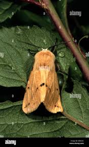 Attēlu rezultāti vaicājumam “Spilosoma lutea imago”