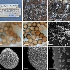 Attēlu rezultāti vaicājumam “Physarum obscurum sessile”