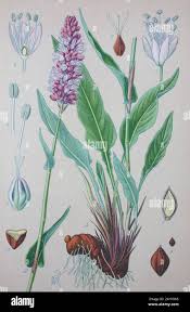 Attēlu rezultāti vaicājumam “Bistorta major fruit”