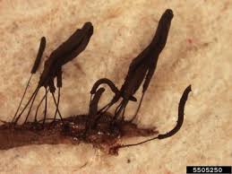 Attēlu rezultāti vaicājumam “Stemonitidaceae”