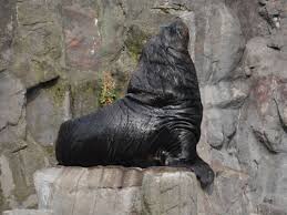 Image result for Eumetopias jubatus