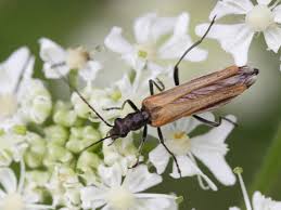 Attēlu rezultāti vaicājumam “Oedemera femorata”