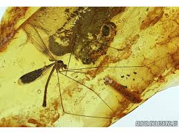 Attēlu rezultāti vaicājumam “Limoniidae”