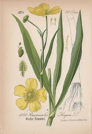 Attēlu rezultāti vaicājumam “Ranunculus lingua”