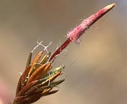 Attēlu rezultāti vaicājumam “Polytrichum piliferum”