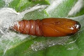 Attēlu rezultāti vaicājumam “Acleris bergmanniana”