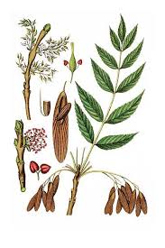 Attēlu rezultāti vaicājumam “Fraxinus excelsior leaf”