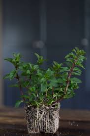 Attēlu rezultāti vaicājumam “Mentha x piperita”