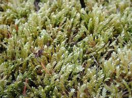 Attēlu rezultāti vaicājumam “Breidleria pratensis”