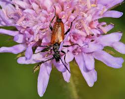 Attēlu rezultāti vaicājumam “Paracorymbia maculicornis”