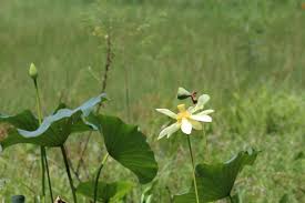 Attēlu rezultāti vaicājumam “Lotus sp. flower”