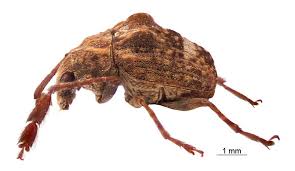 Attēlu rezultāti vaicājumam “Anthribidae”