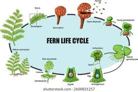 Attēlu rezultāti vaicājumam “sporophyte”