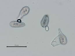Attēlu rezultāti vaicājumam “Milesina murariae”