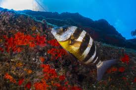 Image result for Diplodus cervinus