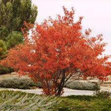 Attēlu rezultāti vaicājumam “Amelanchier spicata”