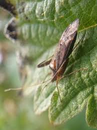 Attēlu rezultāti vaicājumam “Phytocoris sp.”