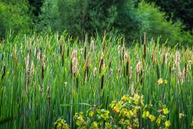 Attēlu rezultāti vaicājumam “Typha latifolia”