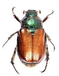 Attēlu rezultāti vaicājumam “Phyllopertha horticola”