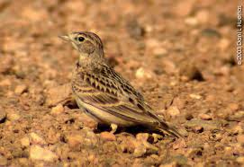 Image result for Calandrella brachydactyla