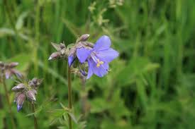 Attēlu rezultāti vaicājumam “Polemonium caeruleum flower”