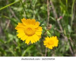 Image result for Chrysanthemum segetum