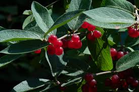 Attēlu rezultāti vaicājumam “Lonicera tatarica fruit”