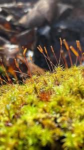 Attēlu rezultāti vaicājumam “Dicranum polysetum sporophyte”