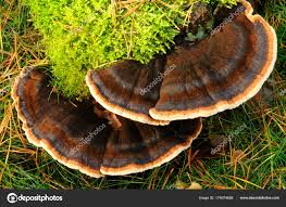 Attēlu rezultāti vaicājumam “Ischnoderma benzoinum”