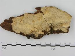 Attēlu rezultāti vaicājumam “Laurilia sulcata”