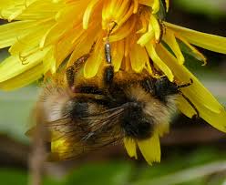 Attēlu rezultāti vaicājumam “Psithyrus sylvestris”