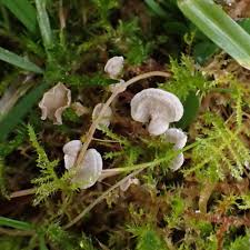 Attēlu rezultāti vaicājumam “Arrhenia retiruga”