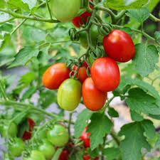 Afbeeldingsresultaat voor principe borghese tomato