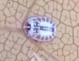 Attēlu rezultāti vaicājumam “Aleurochiton aceris”