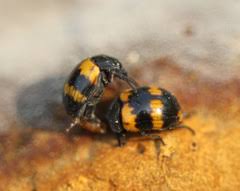 Attēlu rezultāti vaicājumam “Diaperis boleti”