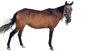 Attēlu rezultāti vaicājumam “Equus ferus caballus”