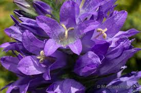 Image result for Campanula spicata