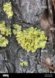 Attēlu rezultāti vaicājumam “Vulpicida pinastri”