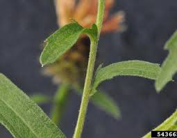 Attēlu rezultāti vaicājumam “Centaurea jacea leaf”