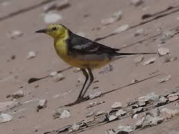 Attēlu rezultāti vaicājumam “Motacilla citreola”