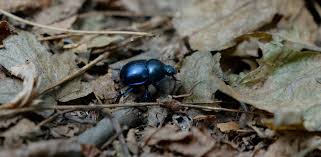 Attēlu rezultāti vaicājumam “Trypocopris vernalis”